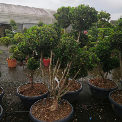 Taxus x media 'Hicksii'