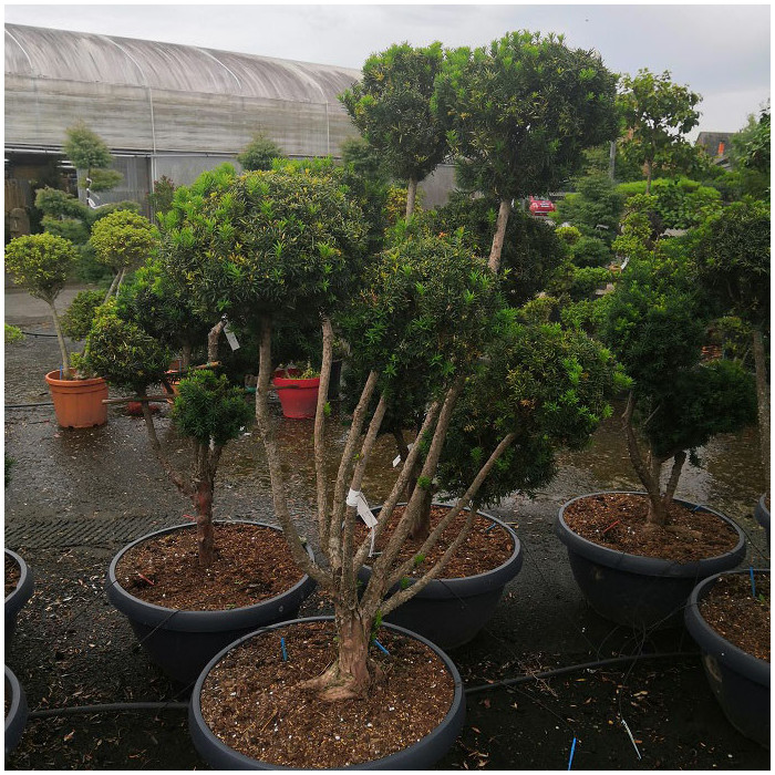 Taxus x media 'Hicksii'