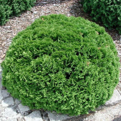 Thuja occidentalis 'Danica'