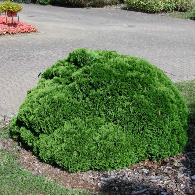Thuja occidentalis 'Danica'