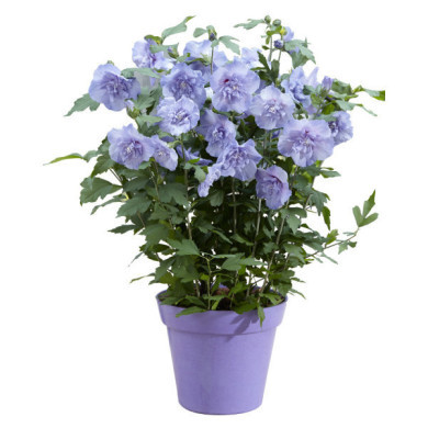 Hibiscus syriacus Blue Chiffon® notwood3