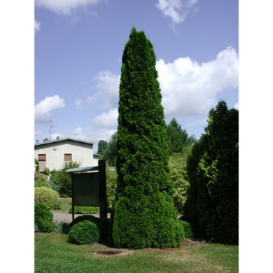 Thuja occidentalis 'Smaragd'