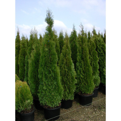 Thuja occidentalis 'Smaragd'