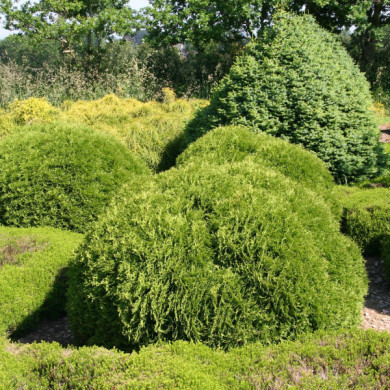 Thuja occidentalis 'Tiny Tim'