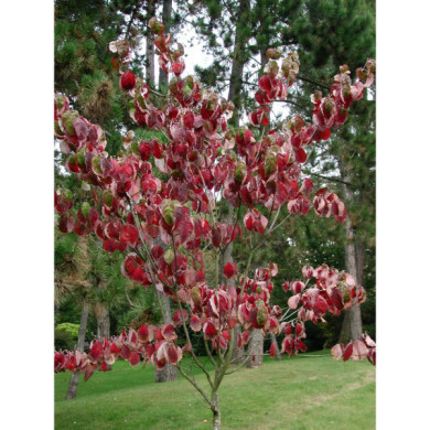 Cornus florida 'Cherokee Chief'