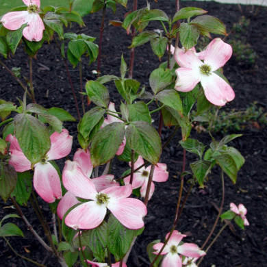 Cornus florida 'Cherokee Chief'