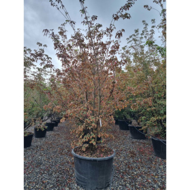 Cornus kousa 'Milky Way'