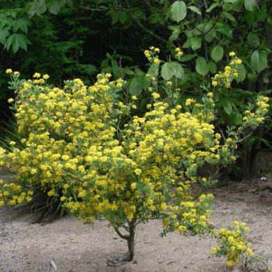Coronilla valentina subsp. glauca