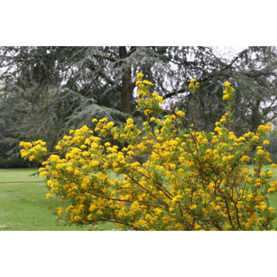 Coronilla valentina subsp. glauca