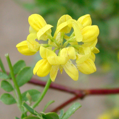 Coronilla valentina subsp. glauca
