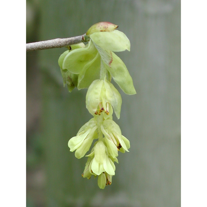 Corylopsis spicata