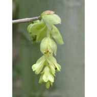 Corylopsis spicata