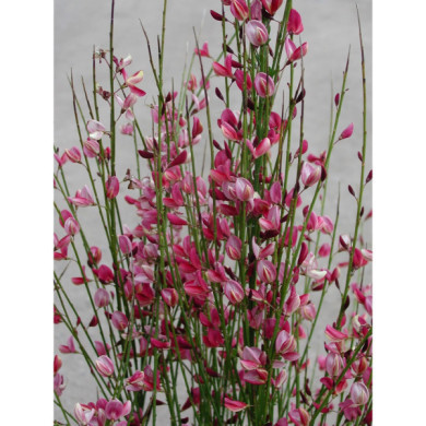 Cytisus 'Hollandia'