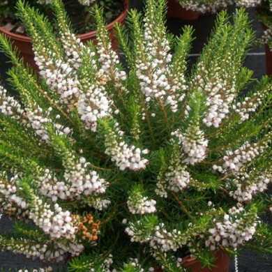 Erica vagans 'White Rocket'