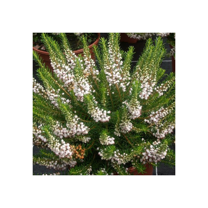 Erica vagans 'White Rocket'