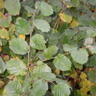 Corylus avellana