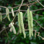 Corylus avellana