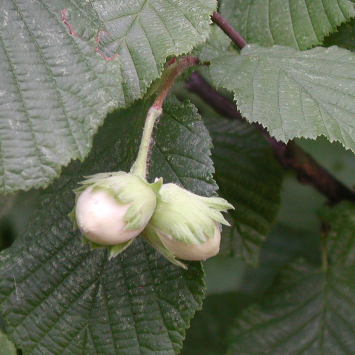 Corylus avellana