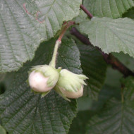 Corylus avellana