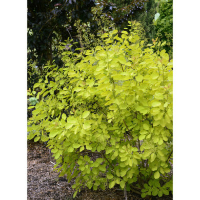Cotinus coggygria 'Mincojau3' GOLDEN LADY®