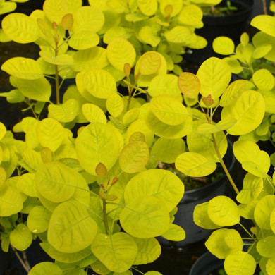 Cotinus coggygria 'Mincojau3' GOLDEN LADY®