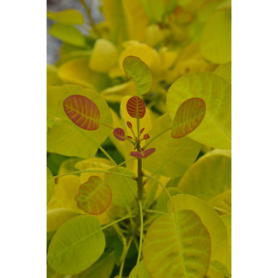 Cotinus coggygria 'Mincojau3' GOLDEN LADY®