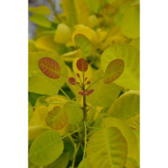 Cotinus coggygria 'Mincojau3' GOLDEN LADY®