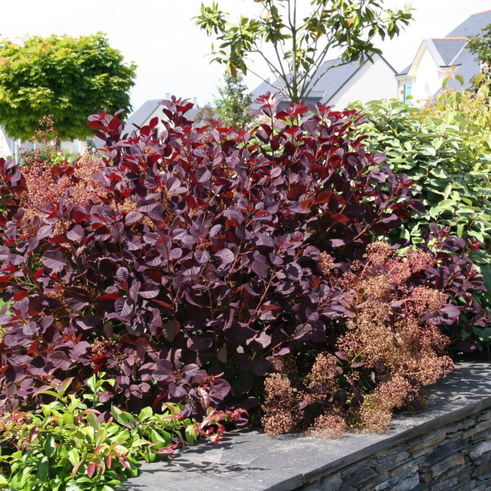 Cotinus coggygria 'Royal Purple '