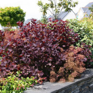 Cotinus coggygria 'Royal Purple '