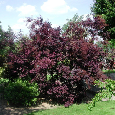 Cotinus coggygria 'Royal Purple '