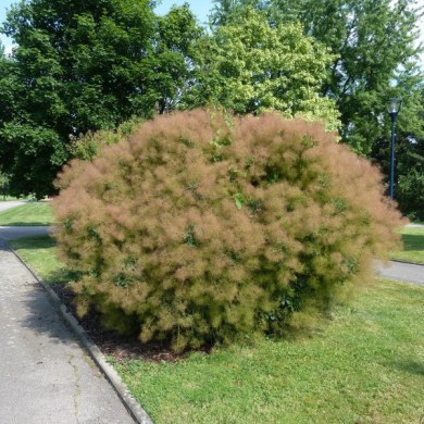 Cotinus coggygria Young Lady®