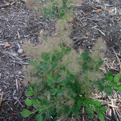 Cotinus coggygria Young Lady®