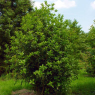 Osmanthus armatus