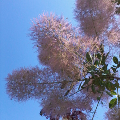 Cotinus coggygria Young Lady®