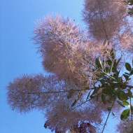 Cotinus coggygria Young Lady®