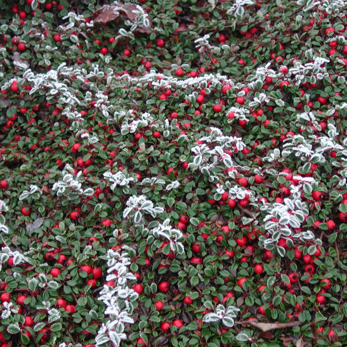 Cotoneaster dammeri 'Green Carpet'