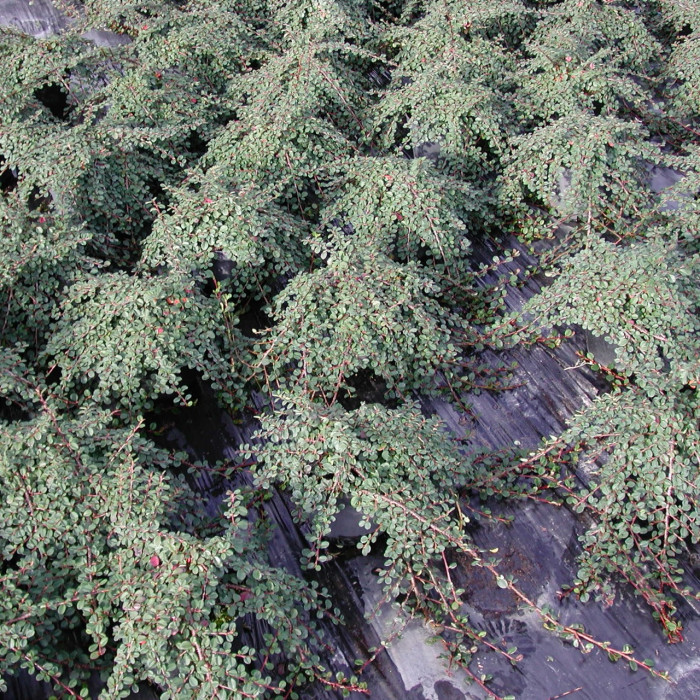 Cotoneaster dammeri 'Green Carpet'