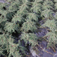 Cotoneaster dammeri 'Green Carpet'