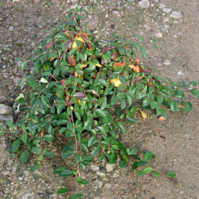 Cotoneaster dammeri 'Major'