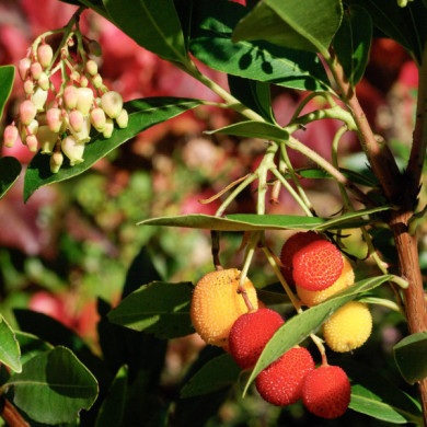 Arbutus unedo Roselily® minlily cov
