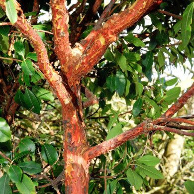 Arbutus unedo Roselily® minlily cov