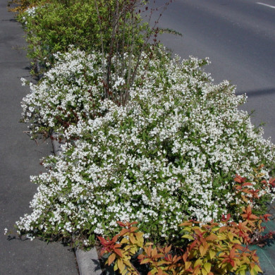 Deutzia gracilis 'Nikko'