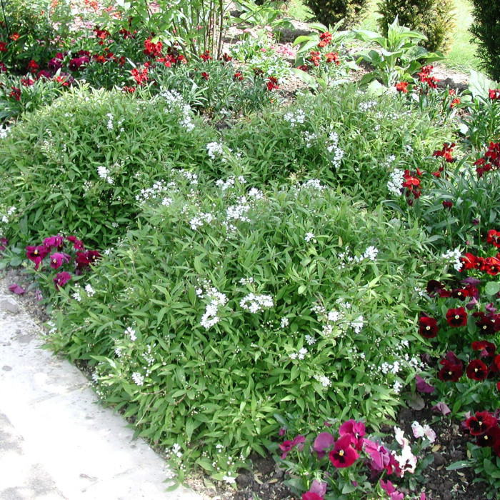 Deutzia gracilis 'Nikko'