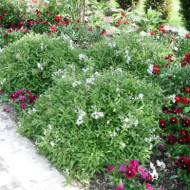 Deutzia gracilis 'Nikko'