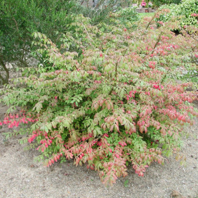 Euonymus alatus