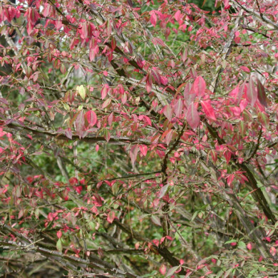 Euonymus alatus