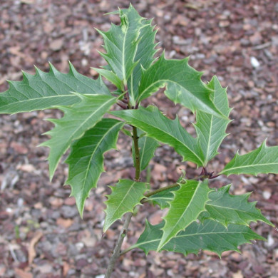 Osmanthus armatus