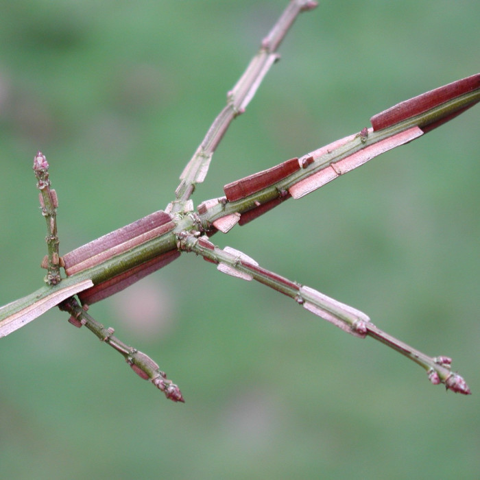 Euonymus alatus