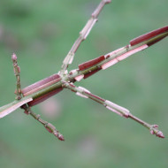 Euonymus alatus