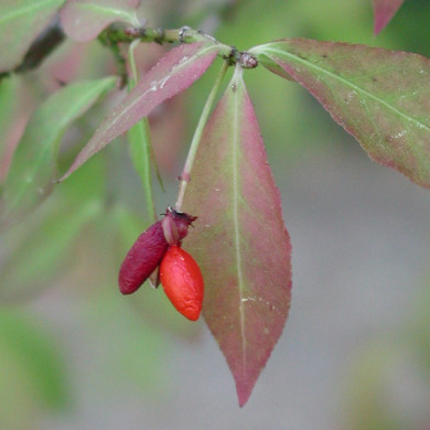Euonymus alatus